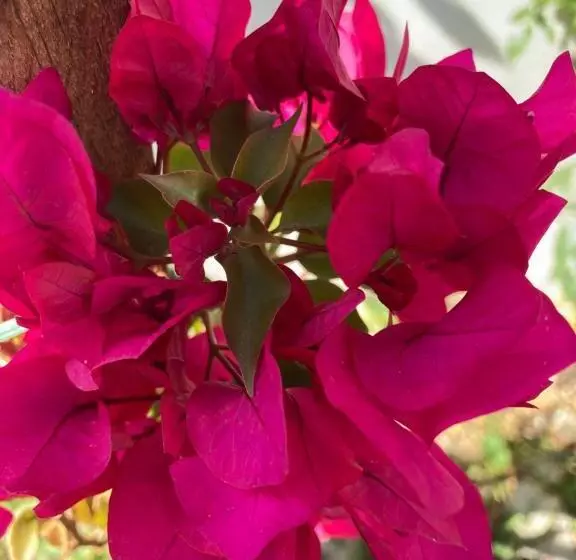 Majatalo , La Maison Concordia