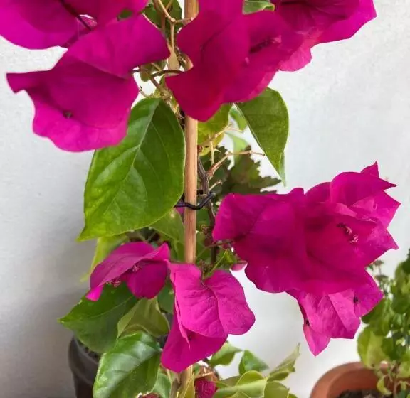 Majatalo , La Maison Concordia