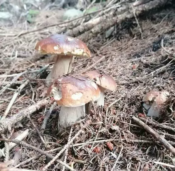 Retkeilymaja Alpengasthof Fernblick