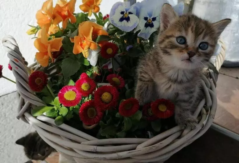 Retkeilymaja Alpengasthof Fernblick