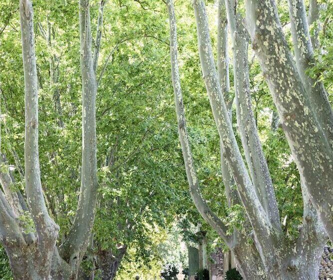 ベッドアンドブレックファースト Domaine De Chalamon