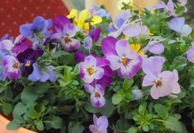 Hotelli Garni Herzog