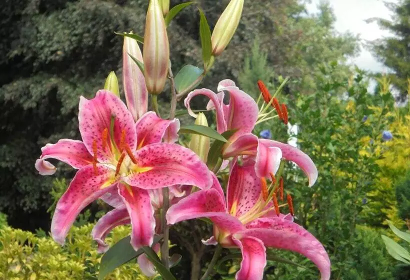 Hotelli Garni Herzog