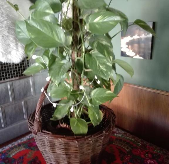 Отель Pension Zum Bierhaus