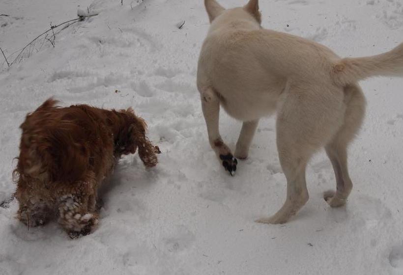 Отель Landhaus Walkenmühle