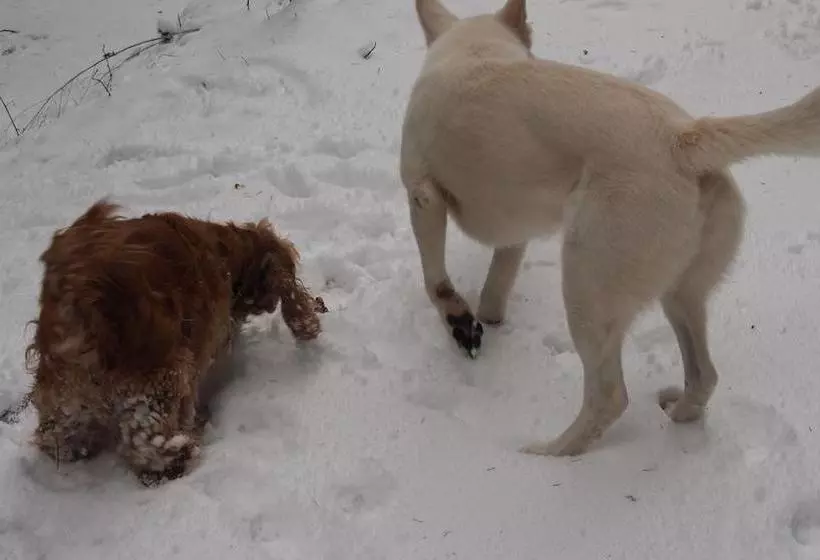 ホテル Landhaus Walkenmühle