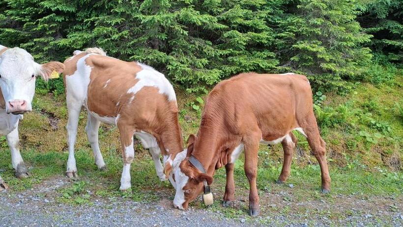 فندق Ferienwohnung Hartlgut