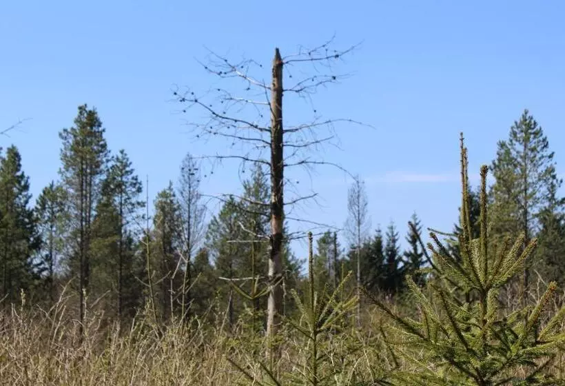 هتل Waldgasthof Bad Einsiedel