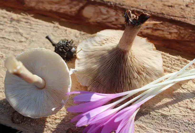 ホテル Pensiune Agroturistica   La Recea