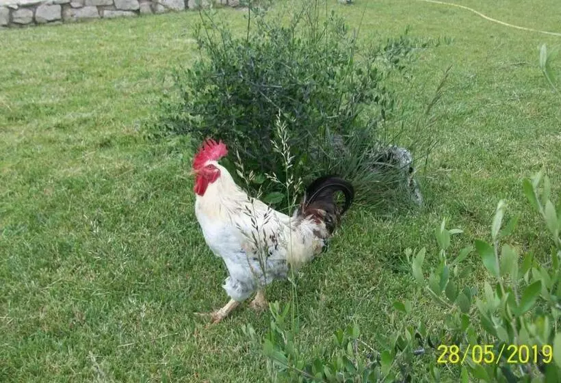 Aamiaismajoitus (B&B) Il Giardino Degli Ulivi