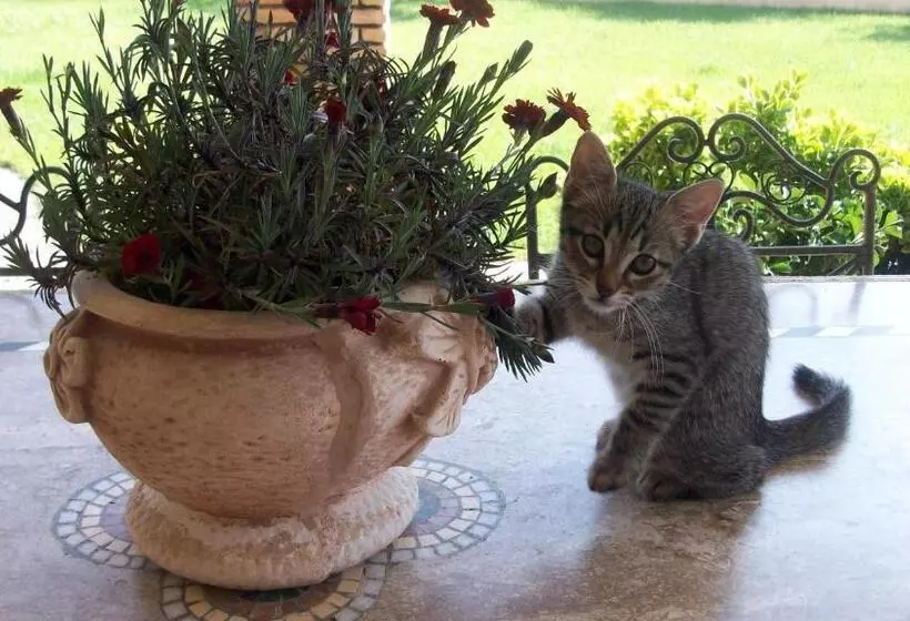 Aamiaismajoitus (B&B) Il Giardino Degli Ulivi