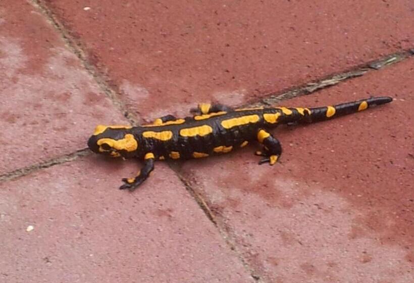 호텔 Frauenpension Arleta   Women Only