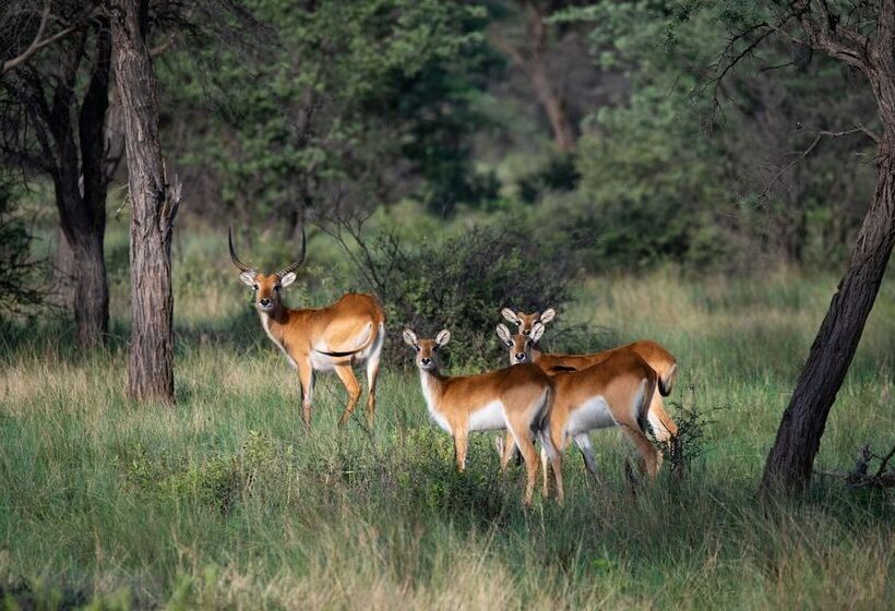 فندق Africa Awaits Lodge & Safaris