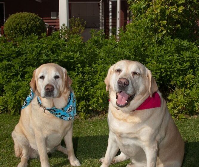 펜션 Brown Jug Guest House