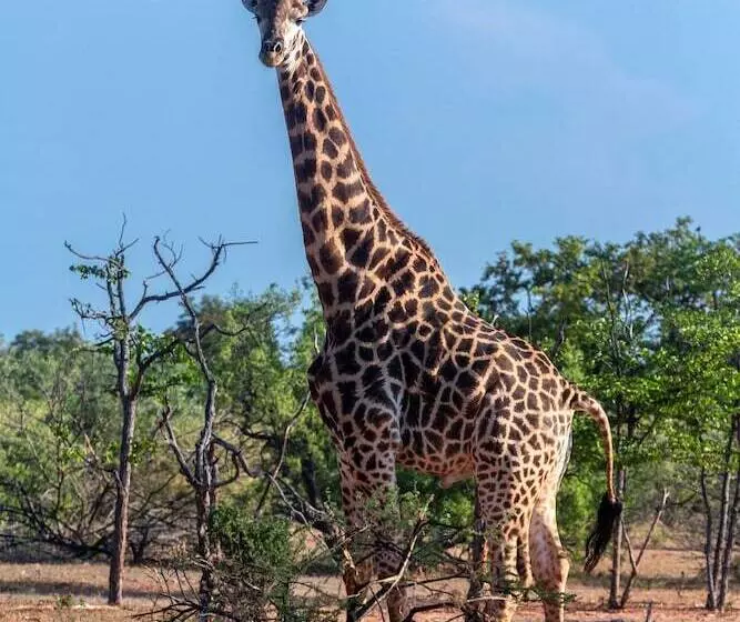 هتل Mopane Bush Lodge