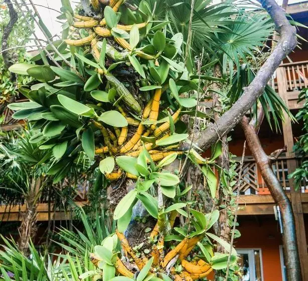 هتل Posada Las Orquideas