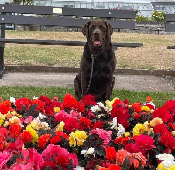 Pensão Babbacombe Palms
