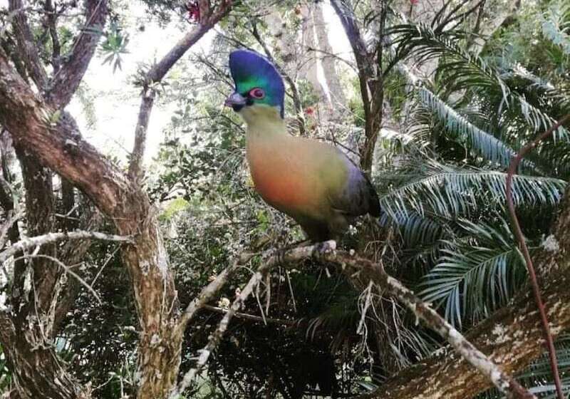 بنسيون Idle & Wild