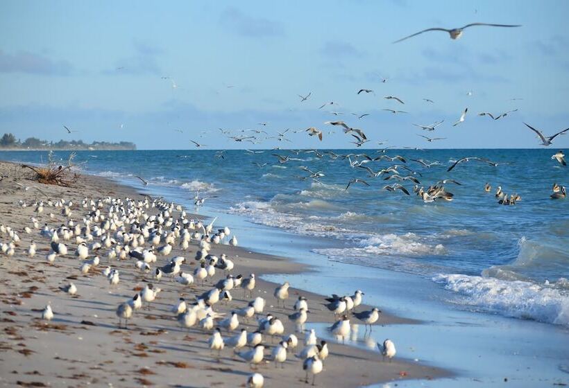 Hotel Casey Key Resorts  Beachfront