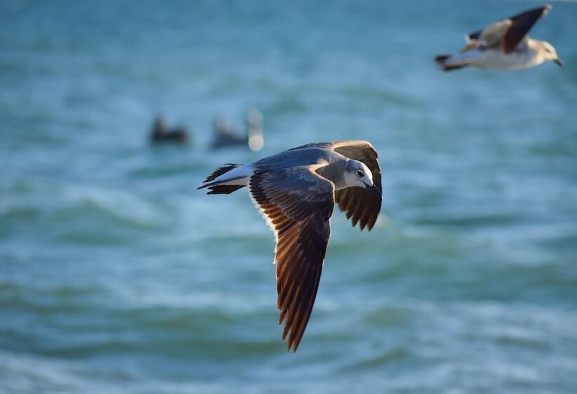 Hotel Casey Key Resorts  Beachfront