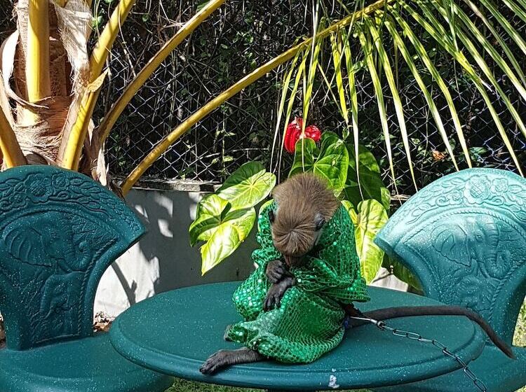 ペンション Dhammika Magic Palace