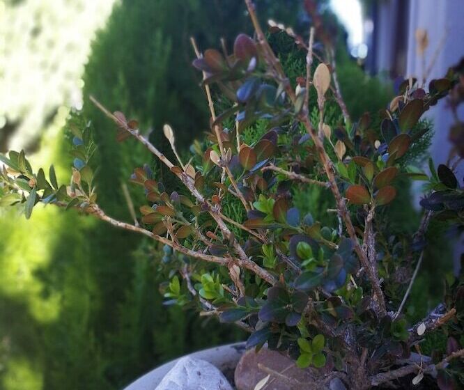 膳宿费 Old House Lodge