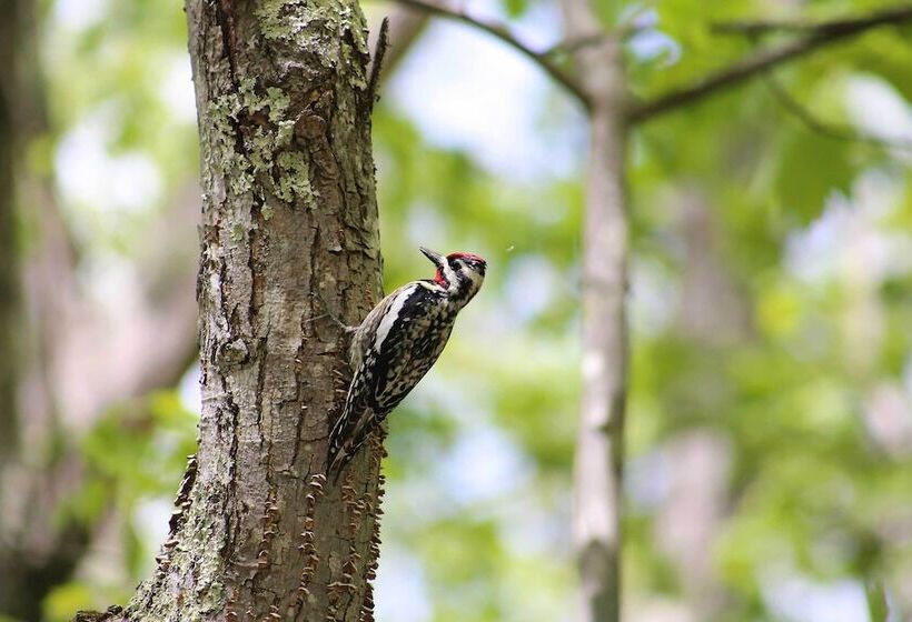 Waterfront Escape W/ Kayak, Paddle Boards, & Sauna