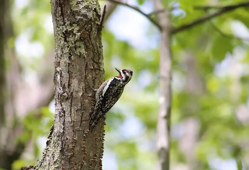 Waterfront Escape W/ Kayak, Paddle Boards, & Sauna