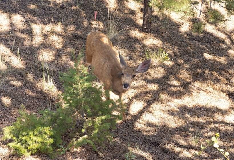 Lazy Bear Lodge  In Florissant W/ Mountain Views!