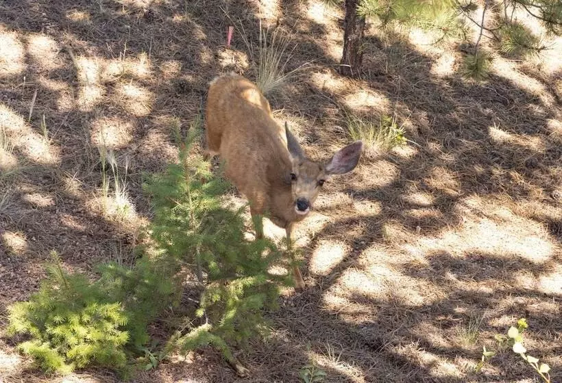 Lazy Bear Lodge  In Florissant W/ Mountain Views!