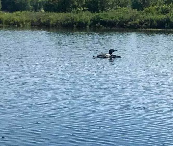 Pet Friendly Waterfront Cottage: On Site Bunkhouse