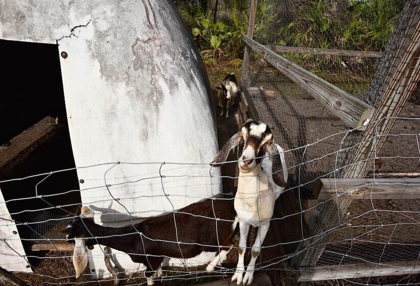 40 Acre Farm W/ Animals & Fishing In Sebring!