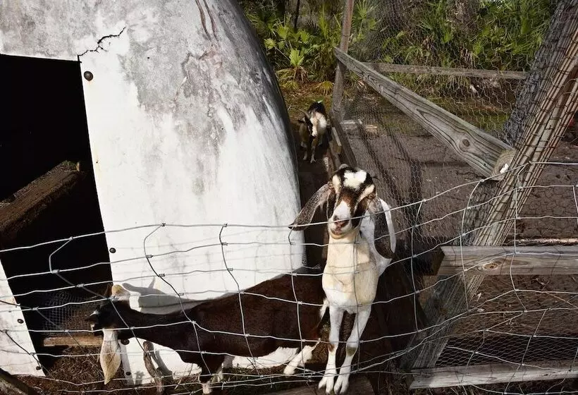 40 Acre Farm W/ Animals & Fishing In Sebring!