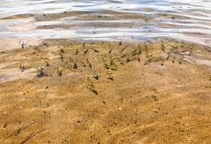 Lakeview 10 Acre Kimball Cabin W/ Private Beach!