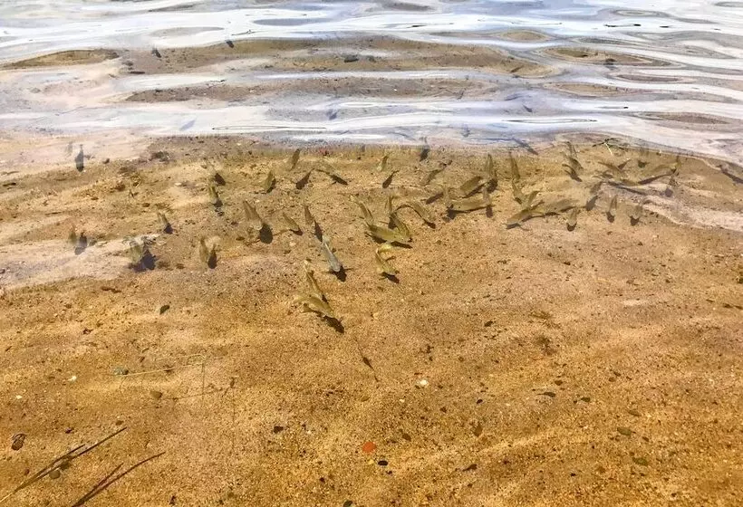 Lakeview 10 Acre Kimball Cabin W/ Private Beach!