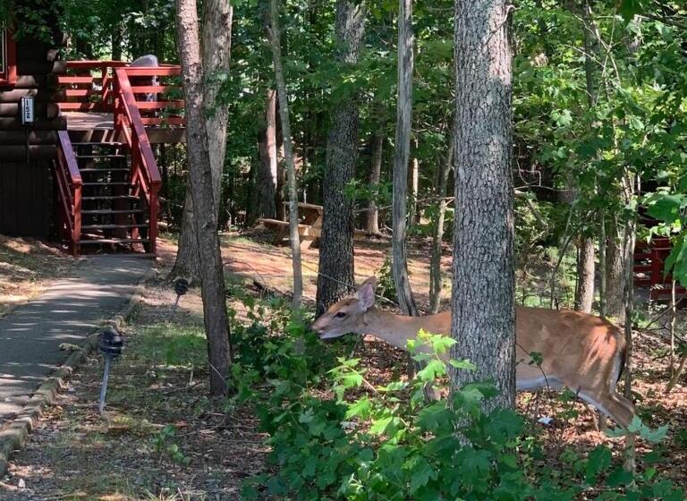 酒店 Shenandoah Wilderness Traveler