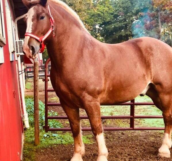 酒店 Shenandoah Wilderness Traveler