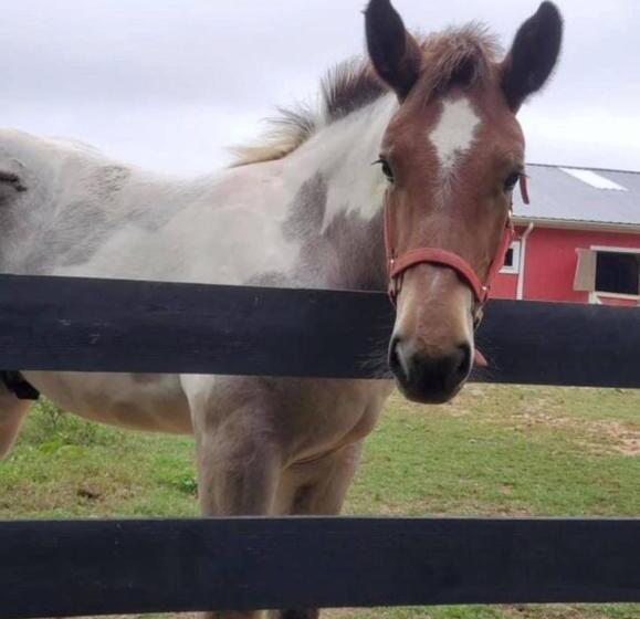酒店 Shenandoah Wilderness Traveler