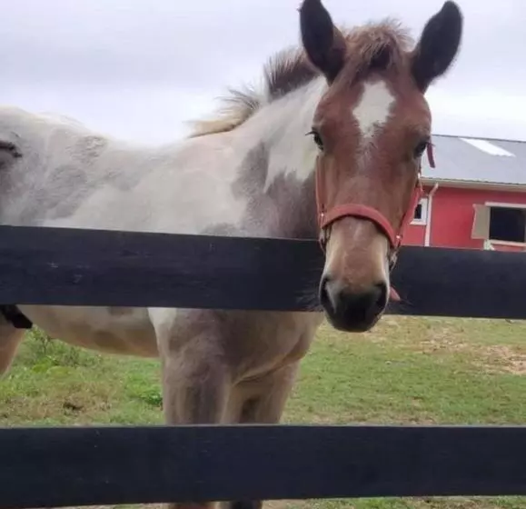 Hotelli Shenandoah Wilderness Traveler