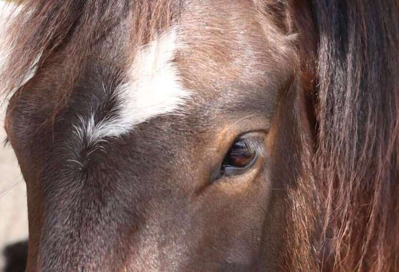 בית מלון כפרי Domaine El Campo