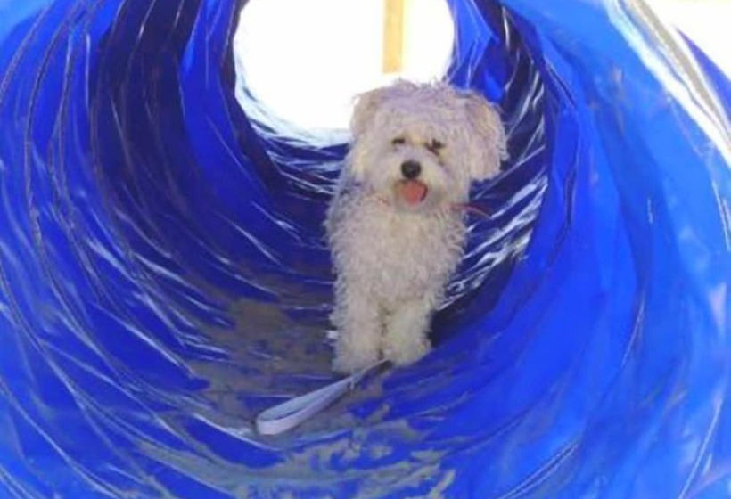 Отель Pet Family Camping Cortina