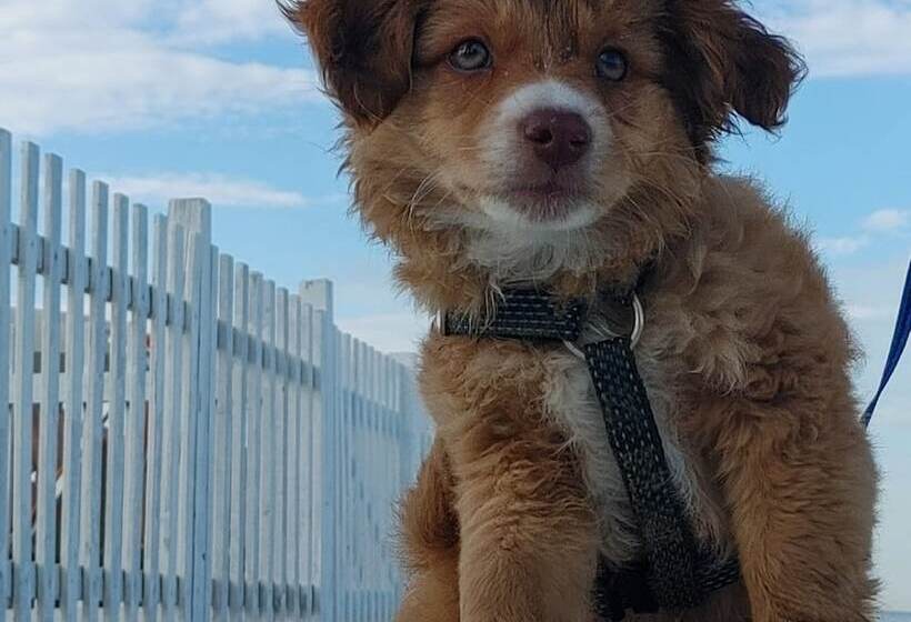 Отель Pet Family Camping Cortina