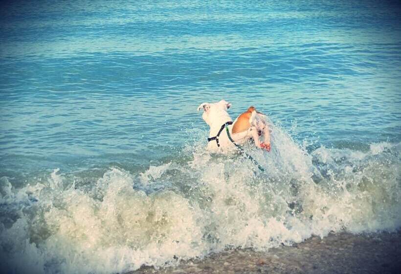 Отель Pet Family Camping Cortina