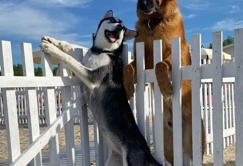 Отель Pet Family Camping Cortina