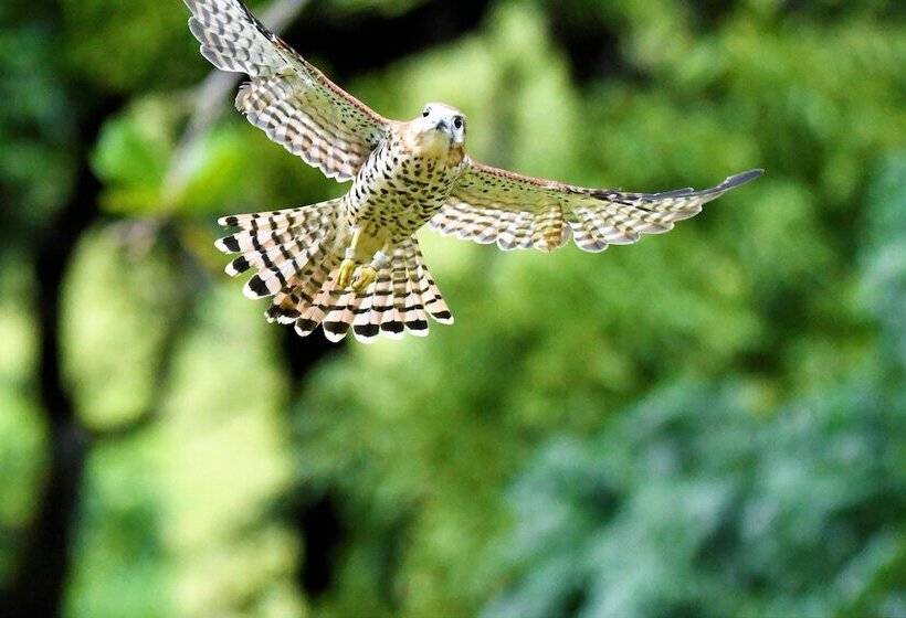 בית מלון כפרי Ferney Nature Lodge