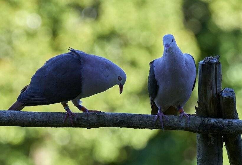 בית מלון כפרי Ferney Nature Lodge