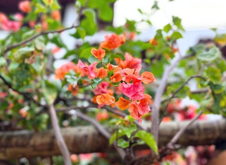 ユースホステル Pousada Villa Bougainville Maragogi