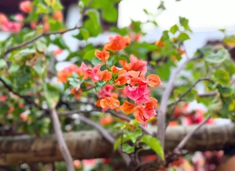 Retkeilymaja Pousada Villa Bougainville Maragogi