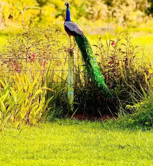 Foresta Resort Sigiriya