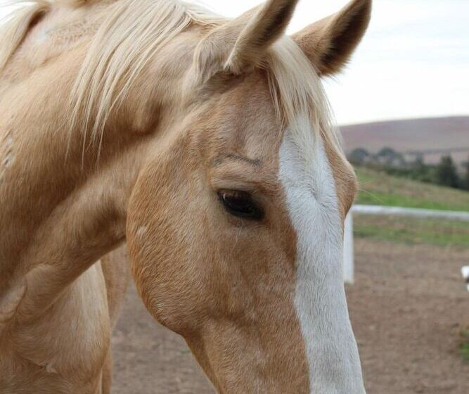 호텔 Endless Vineyards At Wildekrans Wine Estate